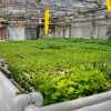 Hydroponic Farming Is a Good Solution (Or Not?)