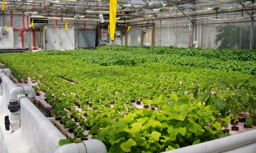 Hydroponic Farming Is a Good Solution (Or Not?)