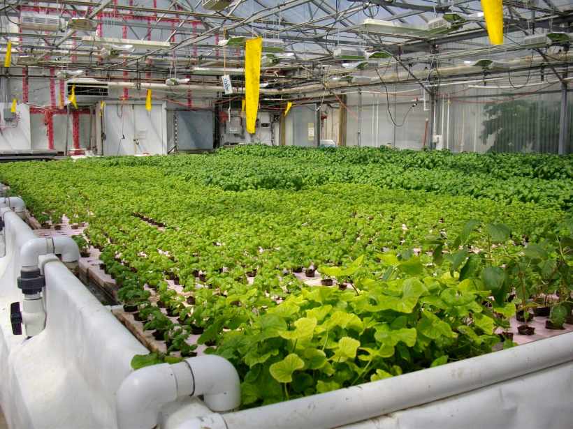 Hydroponic Farming Is a Good Solution (Or Not?) Hydroponic Farming Is a Good Solution (Or Not?)