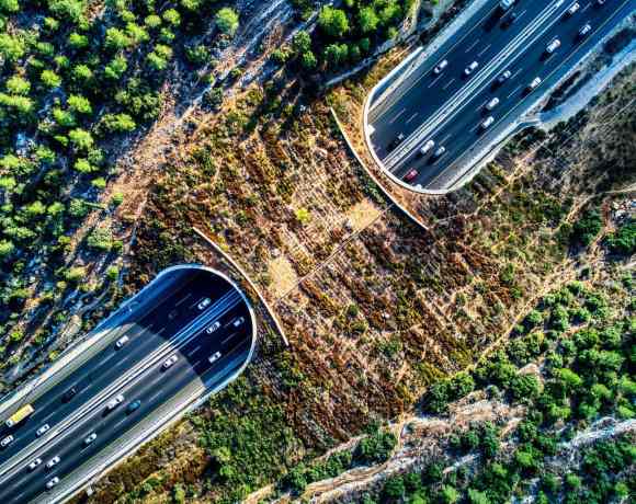 Why We Need More Wildlife Crossings