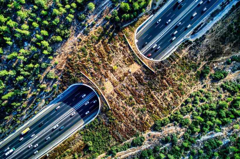 Why We Need More Wildlife Crossings Why We Need More Wildlife Crossings