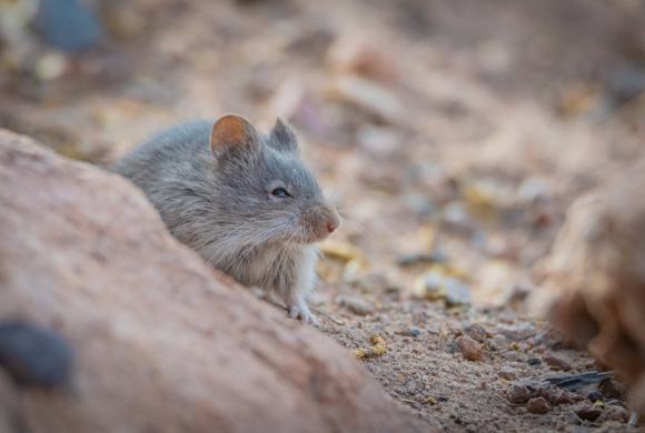 Is This The Toughest Mouse On Earth?