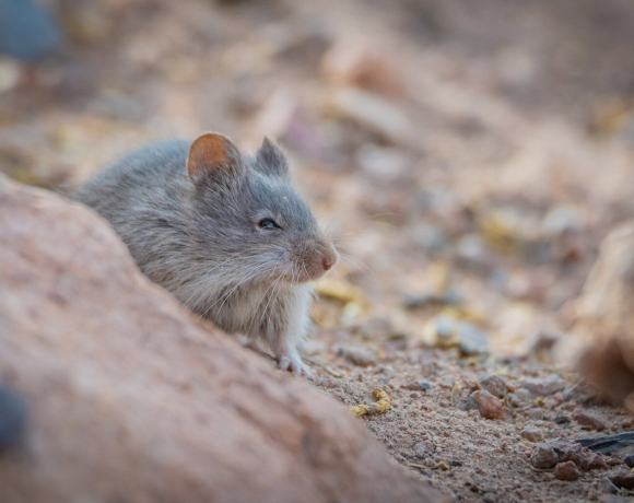 Is This The Toughest Mouse On Earth?
