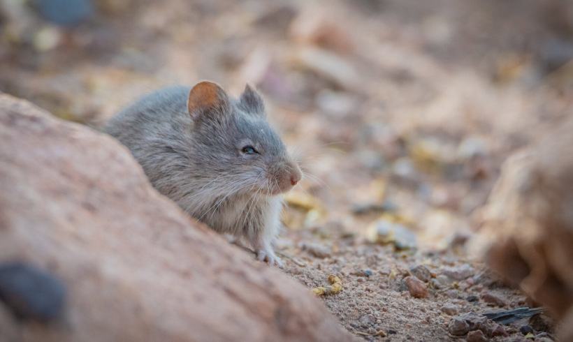 Is This The Toughest Mouse On Earth? Is This The Toughest Mouse On Earth?