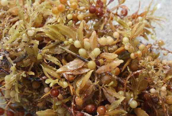 Why That Brown Seaweed Sargassum Keeps Coming Back