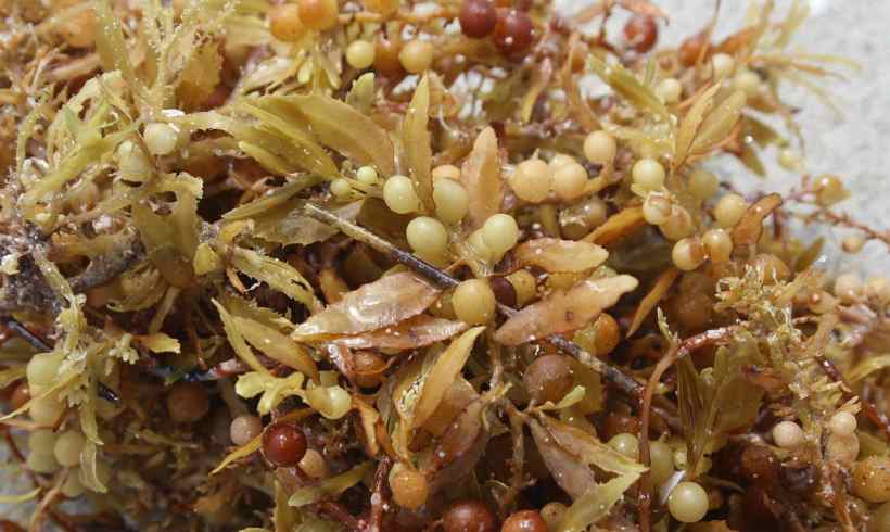 Why That Brown Seaweed Sargassum Keeps Coming Back Why That Brown Seaweed Sargassum Keeps Coming Back