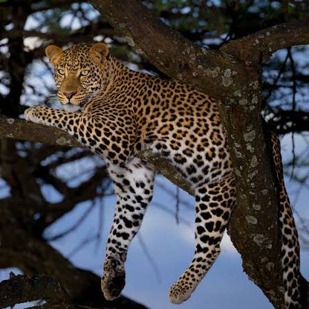 Good News For West Africa’s Rarest Leopards