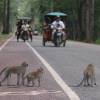 Cambodia’s Illegal Wildlife Trade Is Bigger Than We Thought