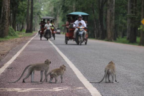 Cambodia’s Illegal Wildlife Trade Is Bigger Than We Thought