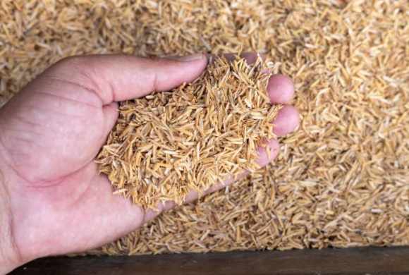 Holding rice husk in hand closeup view. selective focus.