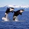 What? Orcas See Boats as Their Playground?
