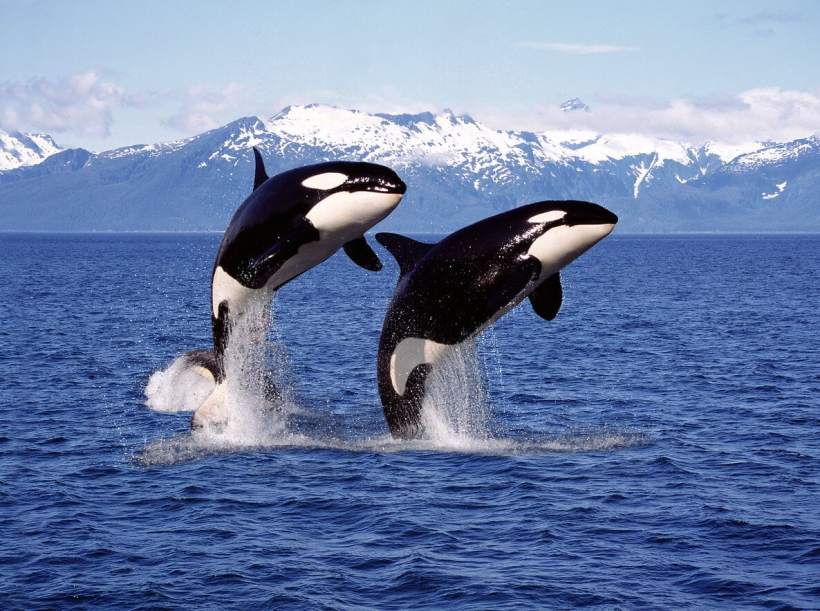 What? Orcas See Boats as Their Playground? What? Orcas See Boats as Their Playground?