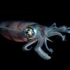 Why Are There Suddenly So Many Squid?