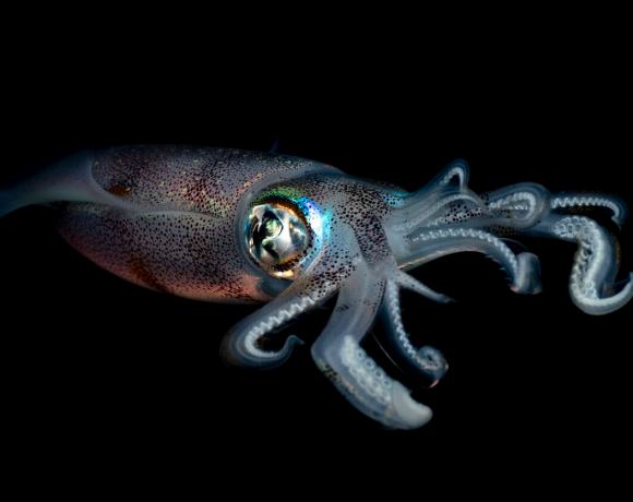 Why Are There Suddenly So Many Squid?