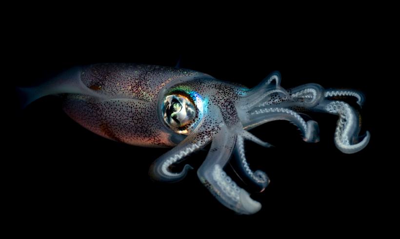 Why Are There Suddenly So Many Squid? Why Are There Suddenly So Many Squid?