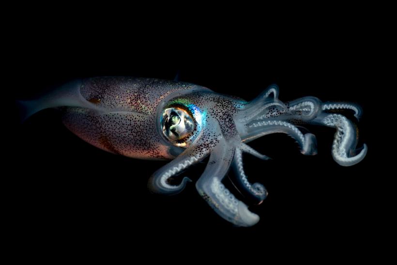 Why Are There Suddenly So Many Squid?