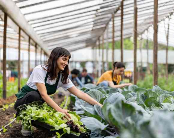 Going Organic in the Greenhouse: Transitioning a Commercial Operation Without Losing a Crop