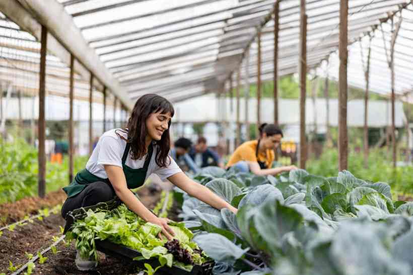 Going Organic in the Greenhouse: Transitioning a Commercial Operation Without Losing a Crop Going Organic in the Greenhouse: Transitioning a Commercial Operation Without Losing a Crop