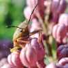 The Surprising Way Garden Insects Signal a Thriving Ecosystem