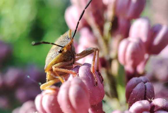 The Surprising Way Garden Insects Signal a Thriving Ecosystem