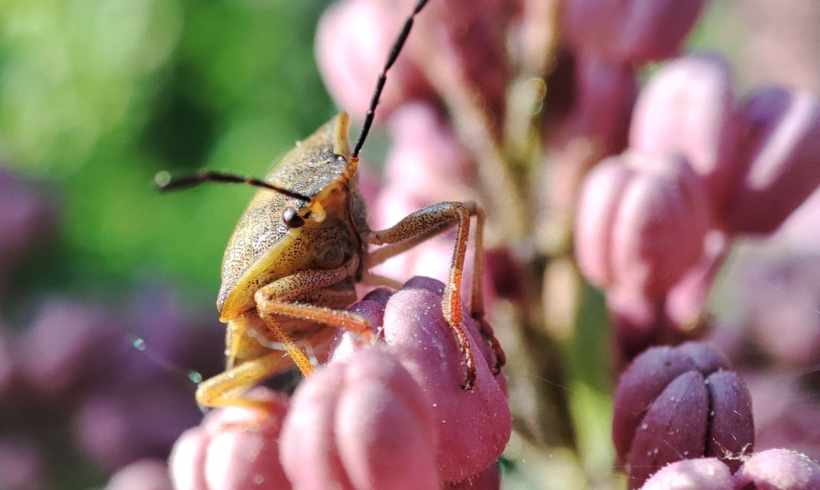 The Surprising Way Garden Insects Signal a Thriving Ecosystem