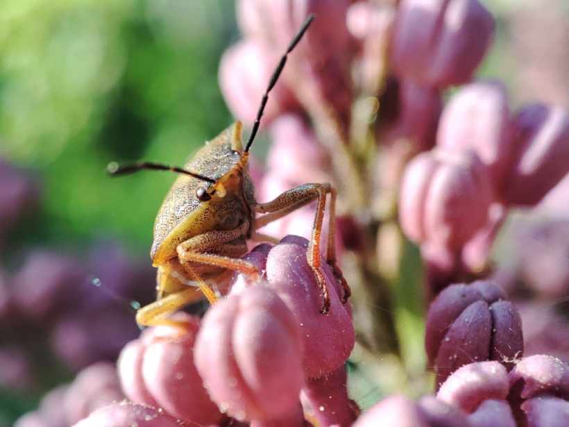 The Surprising Way Garden Insects Signal a Thriving Ecosystem The Surprising Way Garden Insects Signal a Thriving Ecosystem